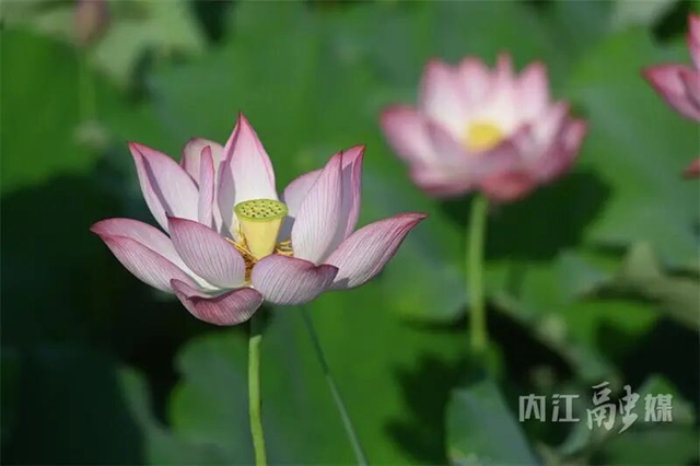 接天莲叶无穷碧!内江近郊这处绝美秘境正值颜值巅峰(图7) 7.jpg