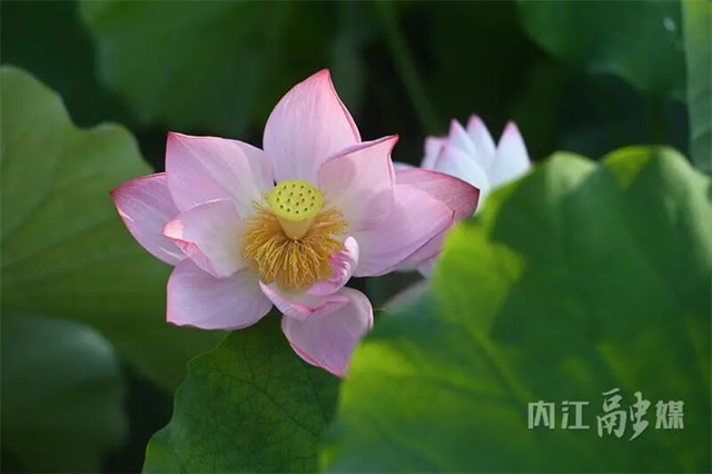接天莲叶无穷碧!内江近郊这处绝美秘境正值颜值巅峰(图11) 11.jpg