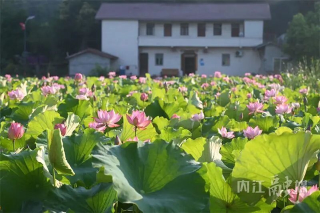 接天莲叶无穷碧!内江近郊这处绝美秘境正值颜值巅峰(图12) 12.jpg