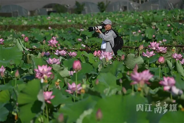 接天莲叶无穷碧!内江近郊这处绝美秘境正值颜值巅峰(图13) 13.jpg