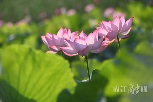 接天莲叶无穷碧!内江近郊这处绝美秘境正值颜值巅峰(图14) 14.jpg