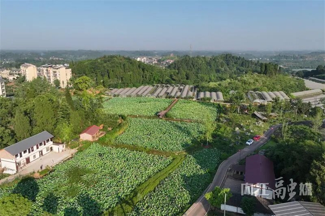 接天莲叶无穷碧!内江近郊这处绝美秘境正值颜值巅峰(图15) 15.jpg
