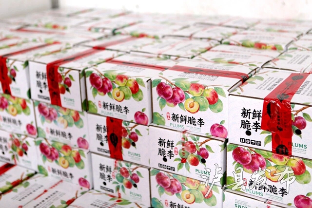 藏不住了,泸县这里的李子有自己的溯源直播(图2) 李2.jpg