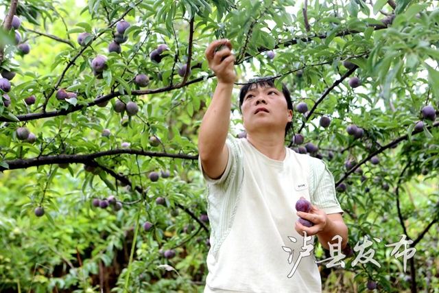 藏不住了,泸县这里的李子有自己的溯源直播(图10) 李10.jpg
