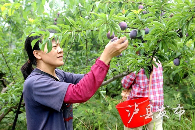 藏不住了,泸县这里的李子有自己的溯源直播(图11) 李11.jpg