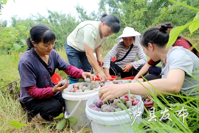 藏不住了,泸县这里的李子有自己的溯源直播(图12) 李12.jpg