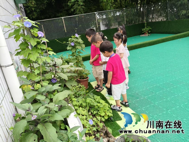 小种子大世界 童心伴花共成长|泸县玄滩镇南天幼儿园开展牵牛花种植实践活动(图1) 花2.jpg