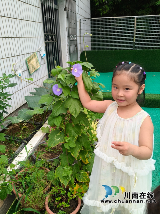 小种子大世界 童心伴花共成长|泸县玄滩镇南天幼儿园开展牵牛花种植实践活动(图3) 花1.jpg