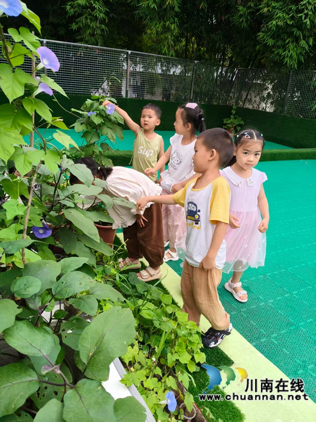 小种子大世界 童心伴花共成长|泸县玄滩镇南天幼儿园开展牵牛花种植实践活动(图4) 花4.jpg