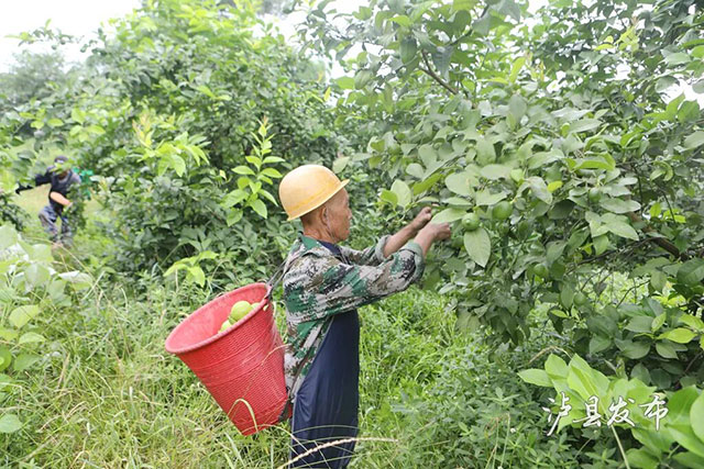 爆汁青柠熟了!泸县4万斤鲜果直发安岳(图6) 6.jpg