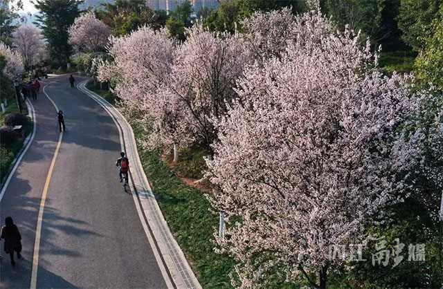 刀郎朋友圈动情致谢!内江与阿克苏,他的两座故乡双向奔赴(图18) 18.jpg