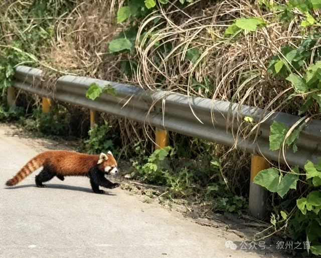 动物1.jpg