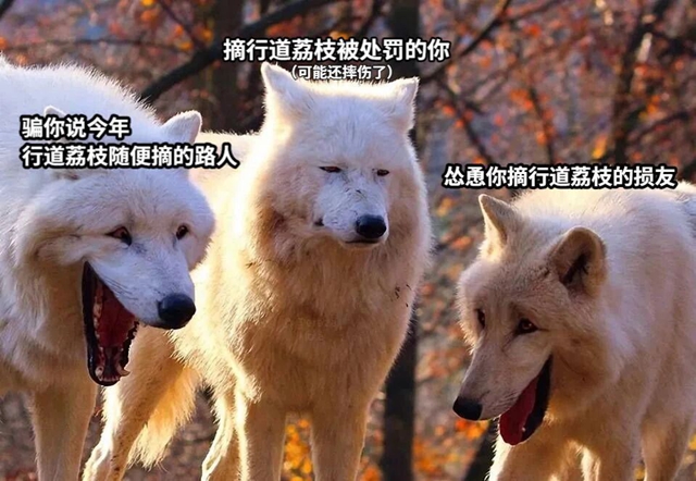 你看到了吗,合江荔枝慢慢红了!(图6) 6.jpg