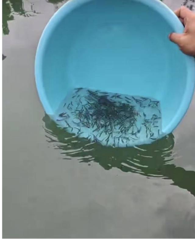 合江2.jpg