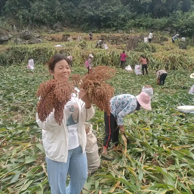 杨2.jpg