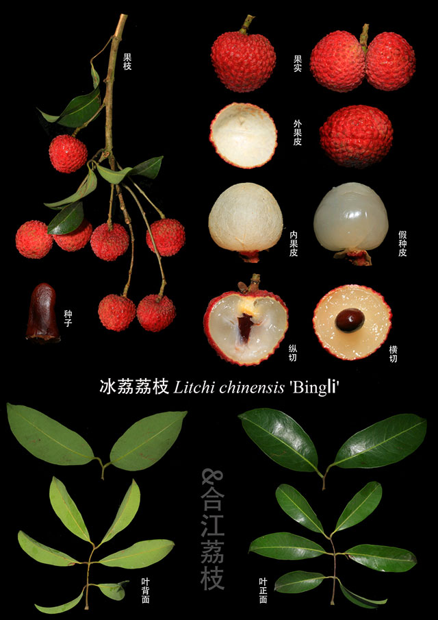 分不清大红袍、妃子笑、带绿?来看合江荔枝360度“证件照”(图5) 5.jpg