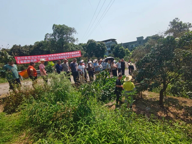 “良种配良法”|泸州“秋香”龙眼果期管理培训圆满举行(图1) 香1.jpg