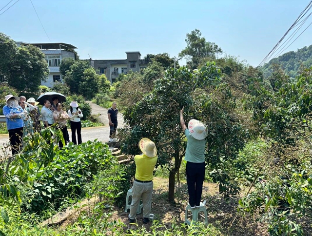 “良种配良法”|泸州“秋香”龙眼果期管理培训圆满举行(图4) 香4.jpg