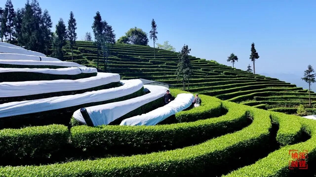茶夕茉语|纳溪造抹茶首店开业!福利拉满(图8) 8.jpg
