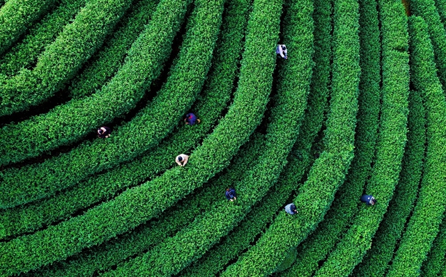 茶夕茉语|纳溪造抹茶首店开业!福利拉满(图7) 7.jpg