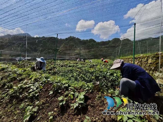 古蔺黄荆:以基础设施之“实” 筑森林“四库”之“基”(图3) 3.jpg