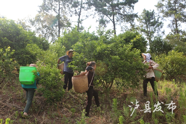 这种果子又苦又涩,泸县村民却把它当成“宝”(图2) 宝2.jpg