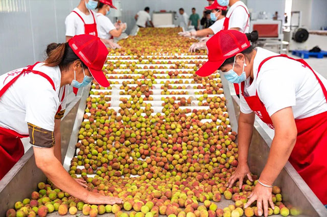 在泸州,见证一枚荔枝的千年和万里(图10) 9.jpg