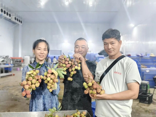 合江荔枝“抱团提质”闯市场(图4) 荔枝4.jpg