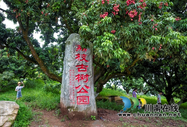 千年荔藏史 一水系文根——谈谈深耕合江荔枝文化研究实施路径(图1) 1.jpg