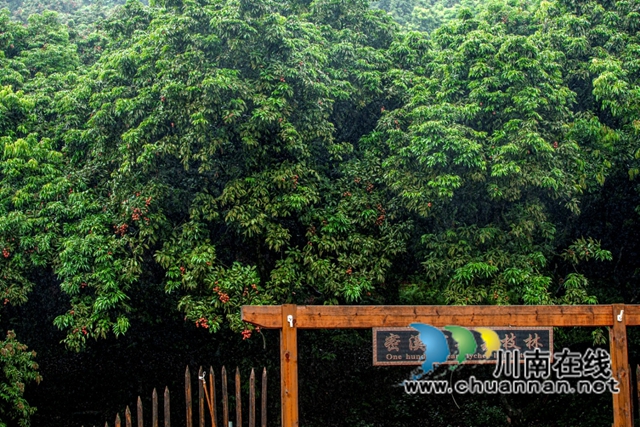 千年荔藏史 一水系文根——谈谈深耕合江荔枝文化研究实施路径(图6) 6.jpg