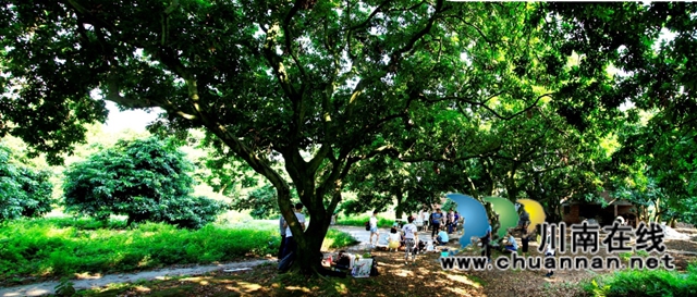 千年荔藏史 一水系文根——谈谈深耕合江荔枝文化研究实施路径(图8) 8.jpg
