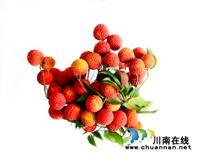 千年荔藏史 一水系文根——谈谈深耕合江荔枝文化研究实施路径(图10) 10.jpg