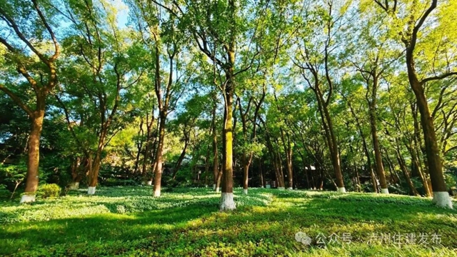 因诸葛亮得名 泸州首个城市公园仍在“发力”(图6) 6.jpg