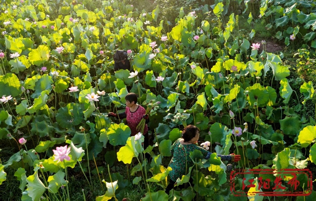 江阳区况场街道:来者“荷”人,为“荷”进城(图3) 3.jpg