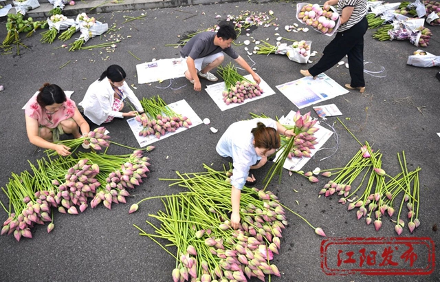 江阳区况场街道:来者“荷”人,为“荷”进城(图5) 5.jpg