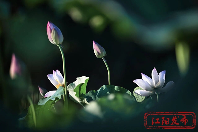 江阳区况场街道:来者“荷”人,为“荷”进城(图20) 20.jpg