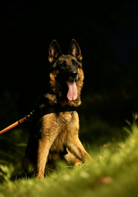 全网寻找狗主人!泸州3只搜救犬退役,正公开征集领养(图1) 1.jpg