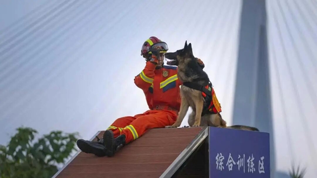 全网寻找狗主人!泸州3只搜救犬退役,正公开征集领养(图3) 3.jpg