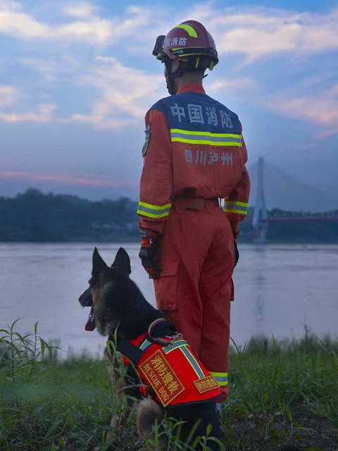 全网寻找狗主人!泸州3只搜救犬退役,正公开征集领养(图5) 5.jpg