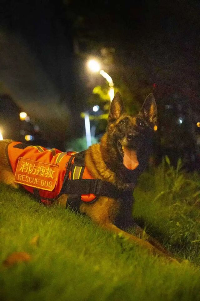 全网寻找狗主人!泸州3只搜救犬退役,正公开征集领养(图7) 1111.jpg