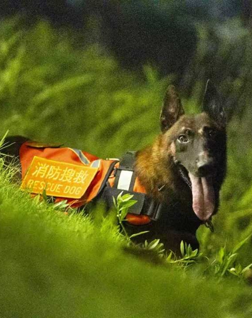 全网寻找狗主人!泸州3只搜救犬退役,正公开征集领养(图13) 16.jpg