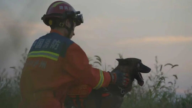 全网寻找狗主人!泸州3只搜救犬退役,正公开征集领养(图15) 19.jpg