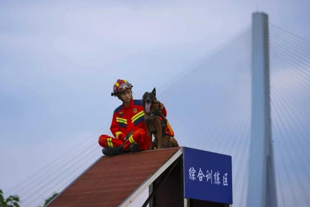 全网寻找狗主人!泸州3只搜救犬退役,正公开征集领养(图16) 22.jpg