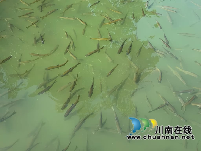 古蔺:溶洞冷水唤醒舌尖清凉,一道“南瓜鲜鱼”成了夏日消暑顶流(图2) 鱼2.jpg