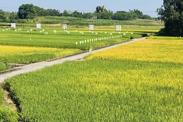 泸州锚定农业现代化:首个现代农业三年行动将加快实施(图4) 农4.jpg