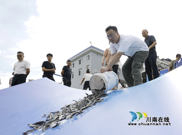 纳溪:增殖放流长江鲟 守护一江碧水(图2) 鱼2.jpg
