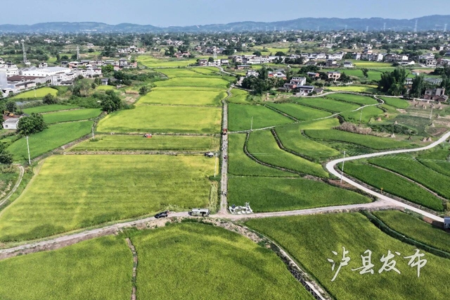 泸县“田间阅卷”开考!“考生”已就位→(图1) 1.jpg