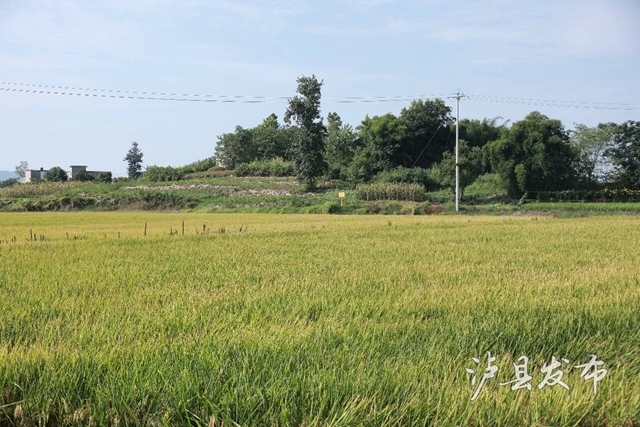 泸县“田间阅卷”开考!“考生”已就位→(图6) 6.jpg