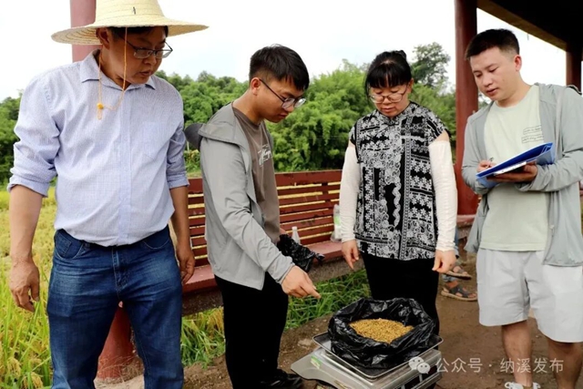 亩产801.7公斤!纳溪区示范田水稻平均亩产破纪录(图3) 水稻3.jpg