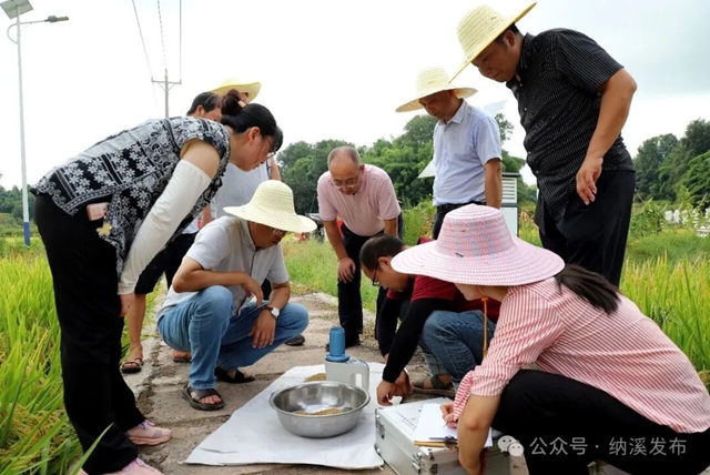 亩产801.7公斤!纳溪区示范田水稻平均亩产破纪录(图4) 水稻4.jpg